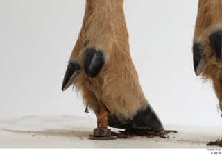 European roe deer foot hoof 0025.jpg